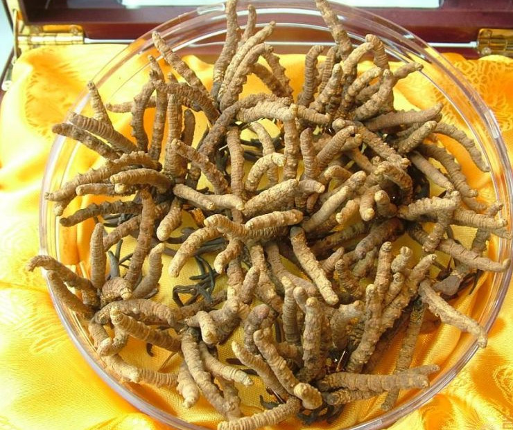 虫草回收多少钱
