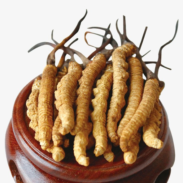清城虫草回收商家
