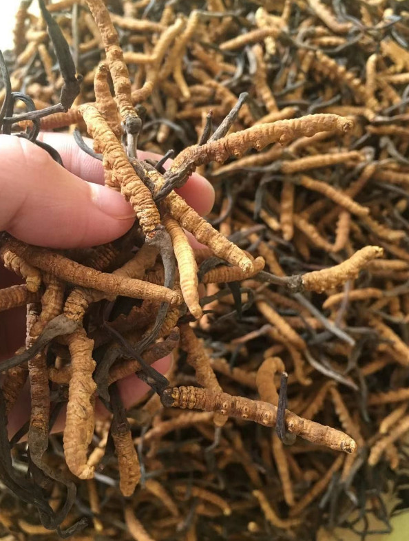 清远2500条虫草回收什么价格