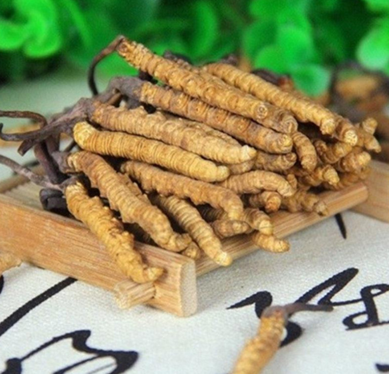 连南虫草回收价格行情多少