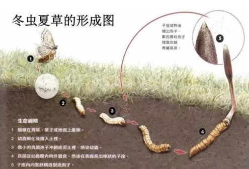 洲心虫草回收商家