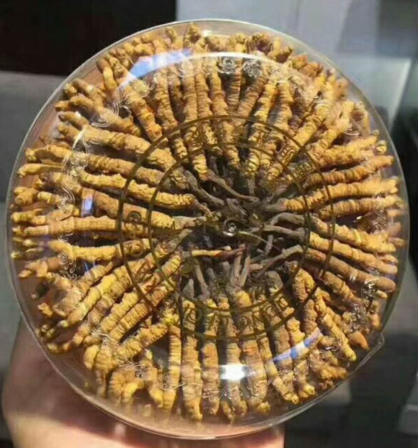 连山-禾洞头期虫草回收一克是多少钱