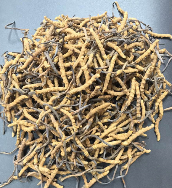 阳山-黎埠虫草回收,高价回收西藏虫草公司