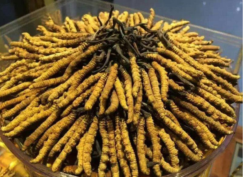 阳山-小江虫草回收品牌