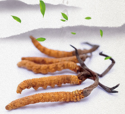 阳山-江英虫草回收什么价位
