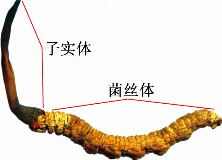 横石塘虫草回收,虫草回收价格高吗