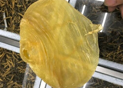 金兰赤嘴鱼胶回收价格表