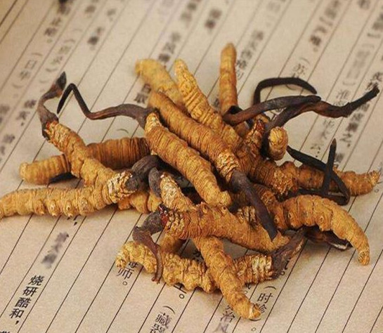 清远虫草回收多少钱一斤